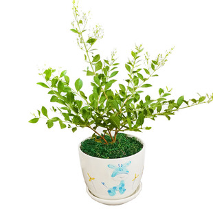 指甲花树苗散沫花海娜花阳台庭院开花浓香小桂花老桩盆栽地栽植物