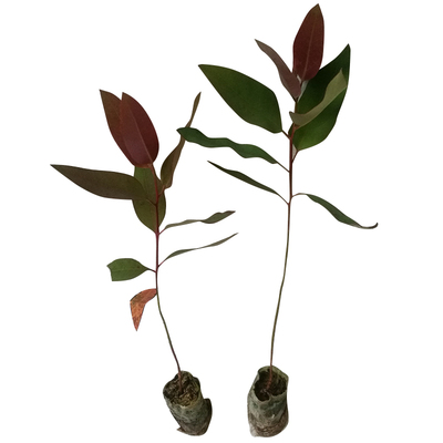 经济林29号桉树造林耐寒带营养杯