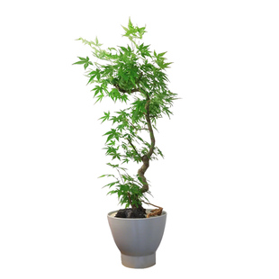 小叶鸡爪槭树苗原生苗鸡爪枫树苗庭院风景树苗四季常青绿化苗木