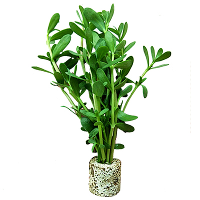 印度竹节草阴性水草无需泥土种