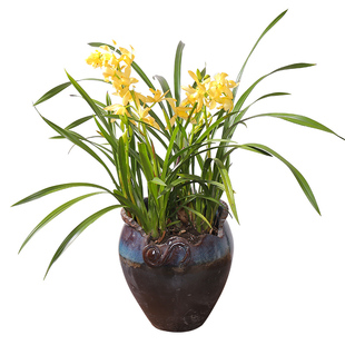 兰花盆栽带花苞兰草花卉植物室内好养春兰墨兰剑兰苗四季开花香妃