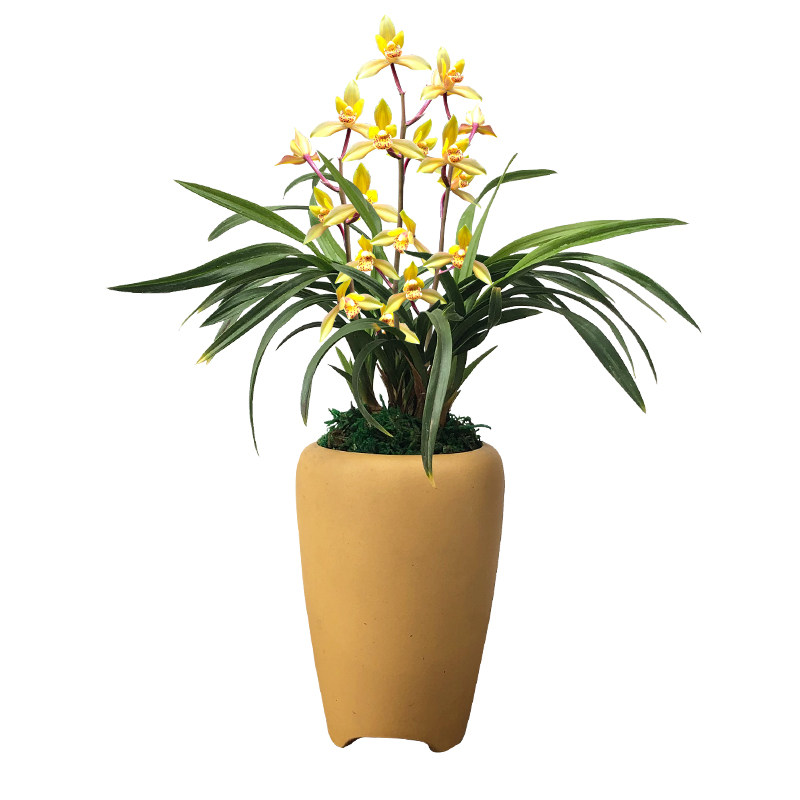 兰花苗盆栽绿植花卉带花苞浓香型矮种阳台室内种植土君子兰金丝雀