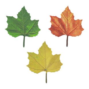 枫叶装饰贴纸留言贴许愿墙贴打底素材贴纸仿真树叶便利贴N次贴