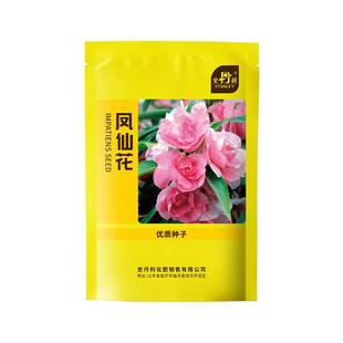史丹利凤仙花种子指甲草花籽种四季室内秋季盆栽种植花卉开花种孑