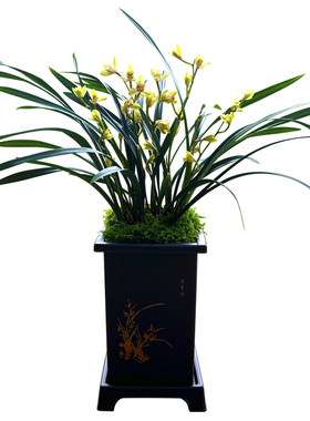 兰花苗中华水仙夏带花苞梅瓣精品