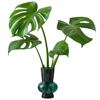 龟背竹水培盆栽室内植物绿植