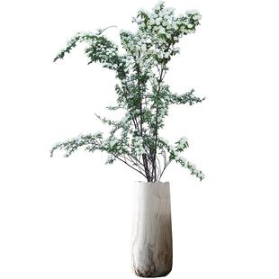 雪柳鲜枝干枝水养带花苞仿真花盆栽水培植物枝条室内绿植老桩花卉