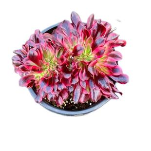 多肉法师红覆轮嘉年华美杜莎粉女巫欧佳利倾城香奈儿铜壶锦手捧花