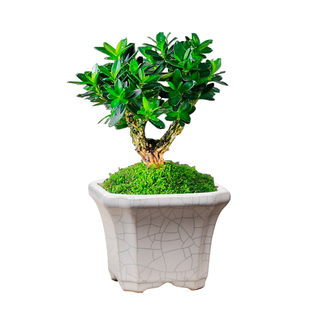 国风中式小号陶瓷花盆简约家用阳台桌面多肉文竹菖蒲六月雪花盆栽