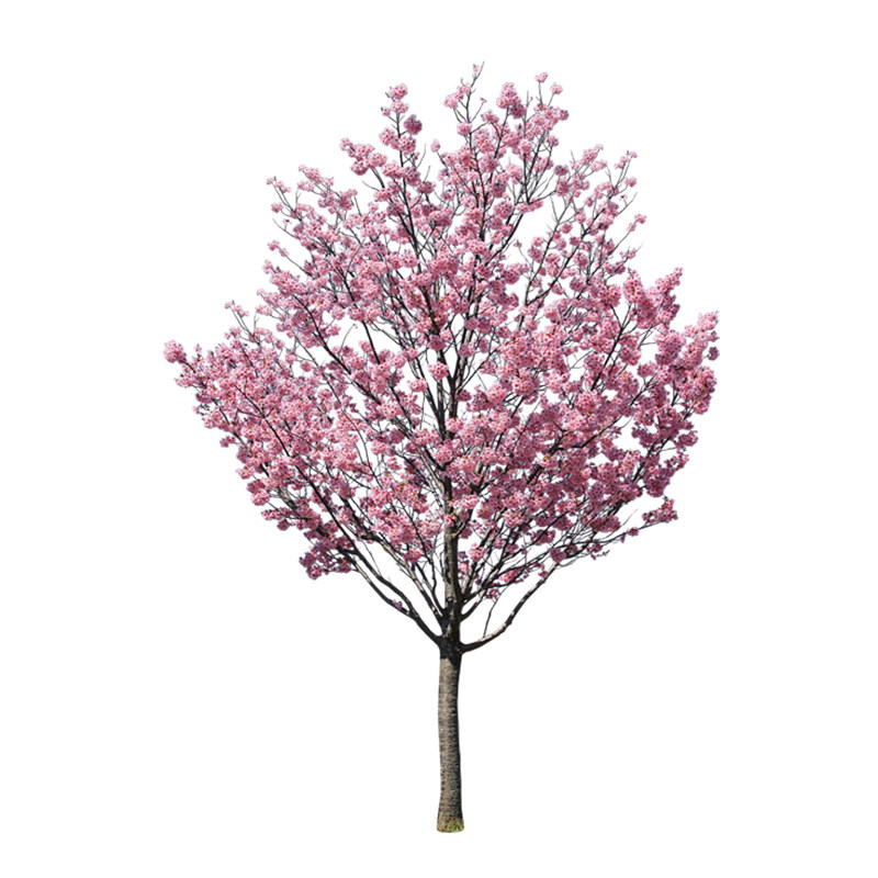 彩色庭院种植观花绿化苗木行道树