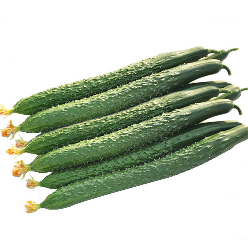 山东当季现新鲜黄瓜农家蔬菜
