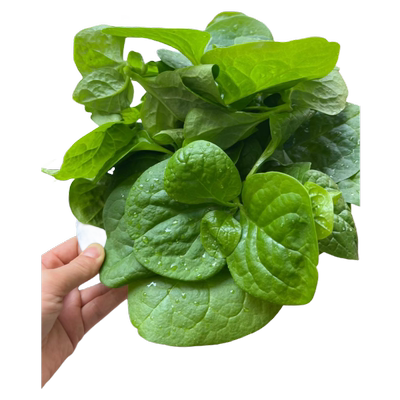 【包发芽】木耳菜根本吃不完