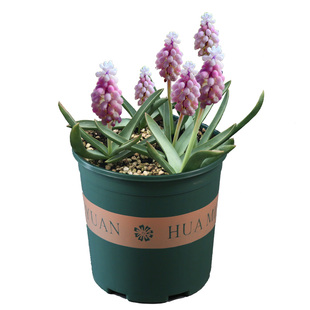 5颗葡萄风信子种球 耐寒冬季四季盆栽开花花卉种子地栽郁金香百合