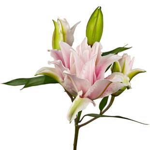 A级伊莎贝拉重瓣香水百合花鲜花大头多瓣鲜切花速递云南基地直发