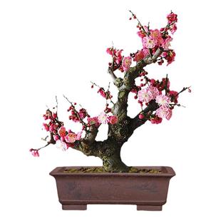 宫粉梅盆景花卉室内阳台盆栽梅花苗观花春冬红梅腊梅树桩老桩植物