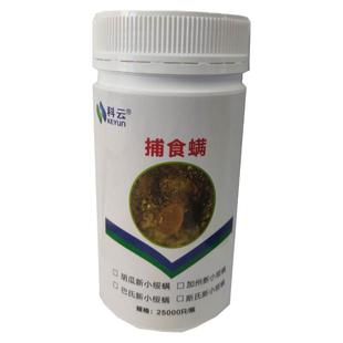 捕食螨科云加州捕食螨红蜘蛛天敌柑橘月季草莓蔬菜花卉草莓果树用