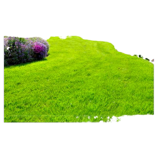 草坪草籽四季常青护坡狗牙根马尼拉矮生地毯草皮籽绿化黑麦草种子