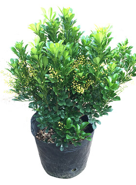 米兰花盆栽好养植物阳台清香四溢