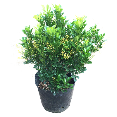 米兰花盆栽好养植物阳台清香四溢