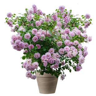 海蒂的花园藤本月季花苗龙沙宝石花卉植物易活好养爬藤月季盆栽