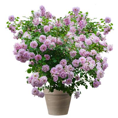 海蒂的花园藤本月季植物易活