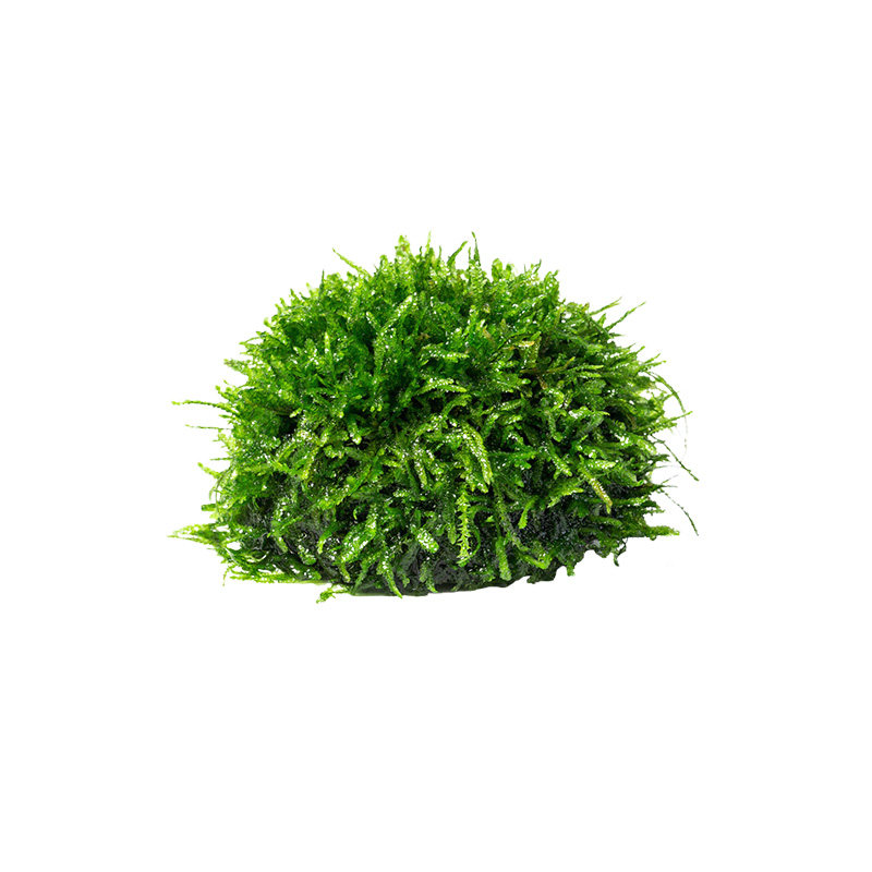 鱼缸莫斯半球慕斯水草植物活体莫丝绿藻球前景造景小鱼缸专用水质