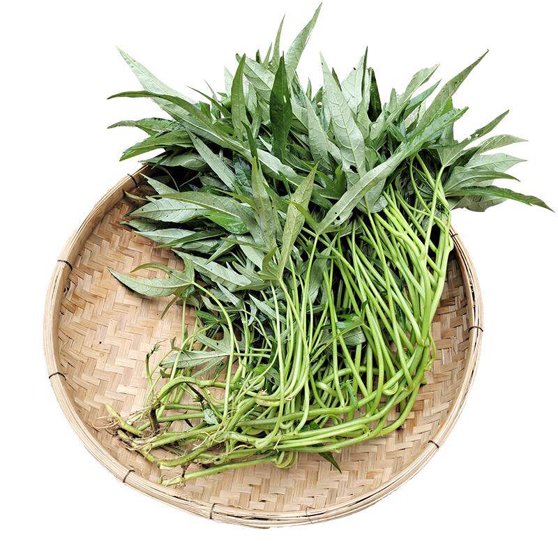广西食叶型红薯叶苗现摘当天发货