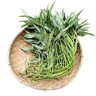 广西食叶型红薯叶苗专吃叶子的番薯叶食用地瓜苗秧红苕尖四季种植