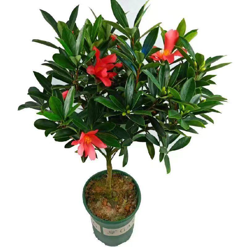 耐寒花卉带花苞四季茶花室外庭院