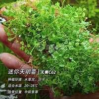 A comprehensive collection of aquatic plants: Blood-red court lilacs, mini ground-lying dwarf pearl chili banyan, Dutch scenery, and underwater leaf grass tank landscaping thumbnail 6
