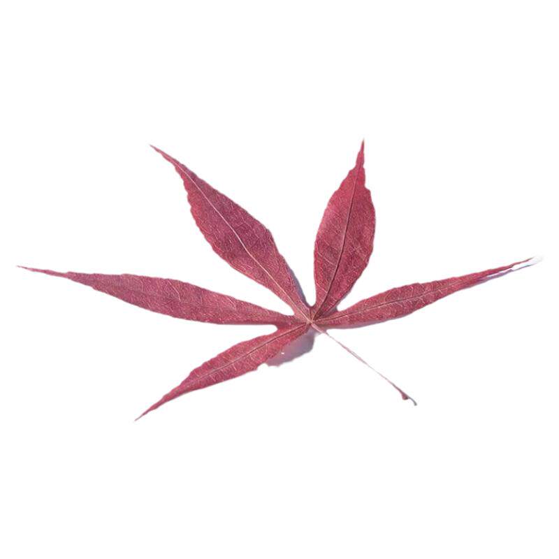 酒吧百科鸡尾酒装饰物枫叶竹叶松叶真树叶标本创意装饰干花小草帽