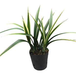 兰花苗日向金边墨兰浓香型高档线艺冬季花苞花卉绿植盆栽品种大全