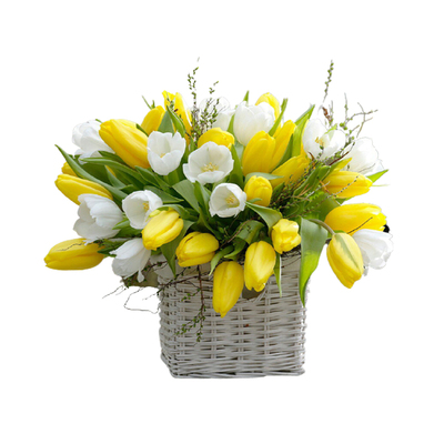 海蒂的花园迷你小花原生郁金香