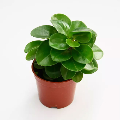 豆瓣绿阳台办公桌卧室净化空气