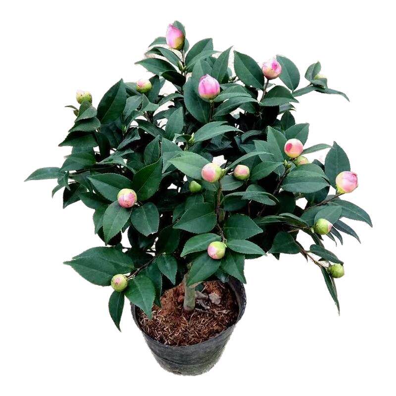 茶花木本客厅四季玫瑰