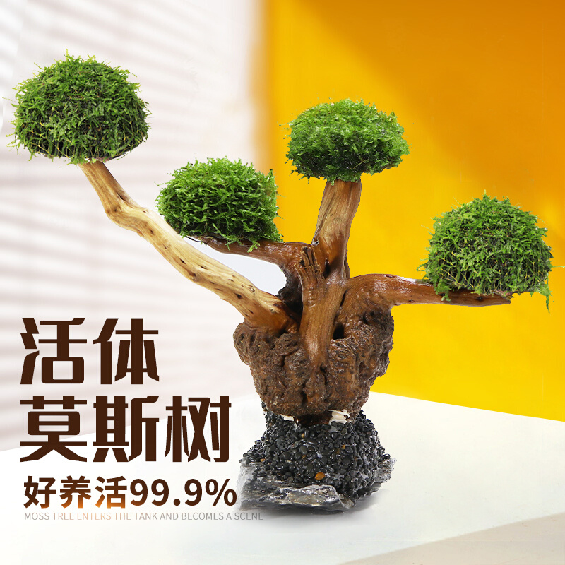 莫斯树成品生态鱼缸造景水草真草缸植物活莫斯装饰沉木套餐迎客松