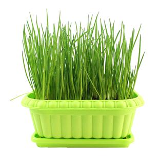 红葱头种子葱种香葱种头葱苗小香葱籽红小葱火葱四季阳台盆栽蔬菜