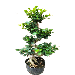 金钱榕老桩小叶榕树S造型榕树盆景盆栽 客厅室外庭院阳台观叶植物