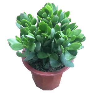 玉树盆栽老桩盆景大型含盆室内办公桌面绿植盆栽花卉