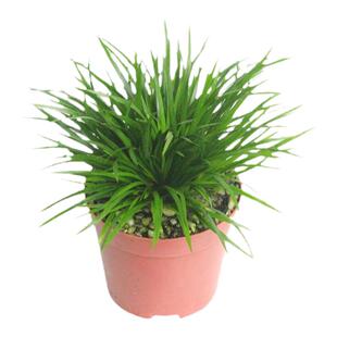 姬虎耳金钱菖蒲虎须贵船苔黄金姬菖蒲水培虎须绿植菖蒲草米竹盆栽