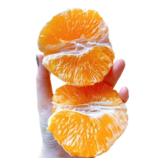 正宗不知火丑橘树苗丑桔丑八怪柑橘苗耙耙柑南北方种植橘子果树苗