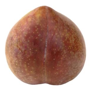 【嵊州桃形李苗】1 2 3年带土经典老品种红心肉冰糖李子树苗