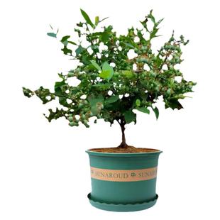 特大蓝莓树果苗盆栽地栽带果发货南北方种植奥尼尔蓝莓苗当年结果