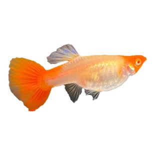 鸿运当头孔雀鱼精品旺风旺水红头草缸热带淡水胎生临产怀孕母鱼