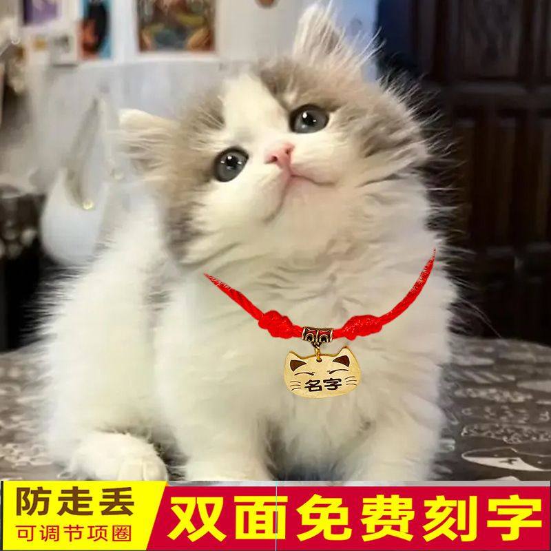 猫咪项圈刻名字宠物脖圈项链狗牌定制防丢项圈猫牌身份牌饰品