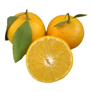 皇帝柑新鲜正宗广东德庆贡柑手剥橙甜橘孕妇当季水果特级大果礼盒