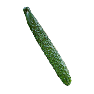 夏盛F1黄瓜种子寿光蔬菜种子春季夏秋露地大棚黄瓜种籽种植水瓜苗