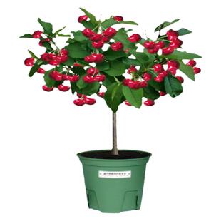 车厘子树苗南北方种植盆栽地栽庭院果树嫁接特大樱桃树果苗