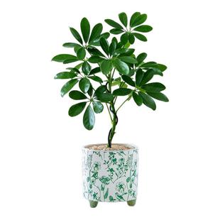 造型鸭脚木盆栽办公室内桌面绿植中式招财植物鹅掌柴净化空气客厅