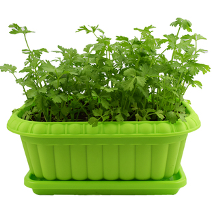 家庭菠菜蔬菜种子大全阳台栽四季香菜种植盆农家生菜葱鸡毛菜自种